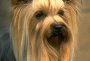Породы маленьких собак: йоркширский терьер